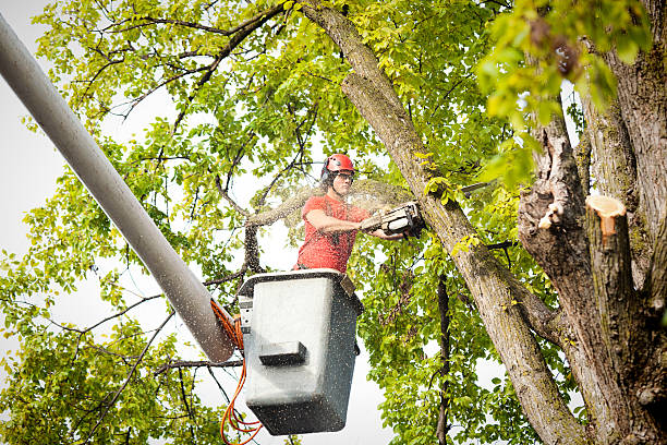 Best Tree Trimming Near Me  in Parsons, KS